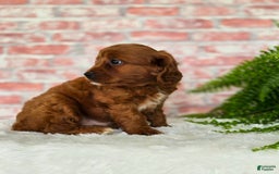 Cavapoo dogs for sale: Bryce - Image 6