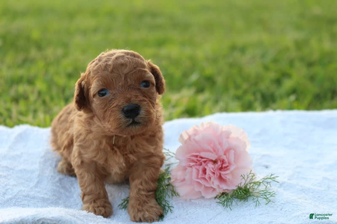 Miniature Poodle dogs for sale: Alivia - Image 6