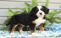 Bernedoodle dogs for sale: Basil - Image 3