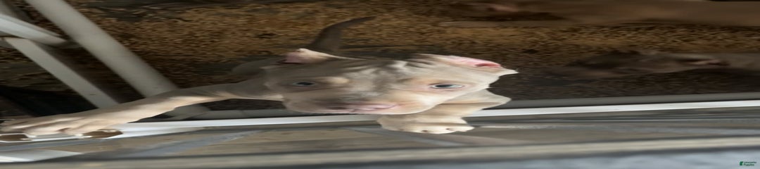 Big head