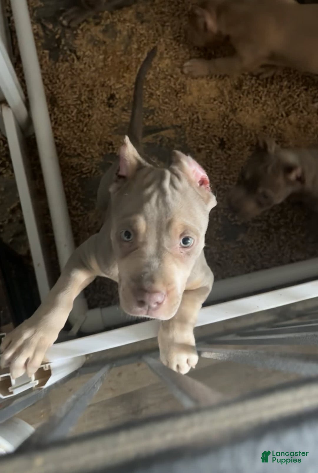 American Bully dogs for sale: Big head - Image 1