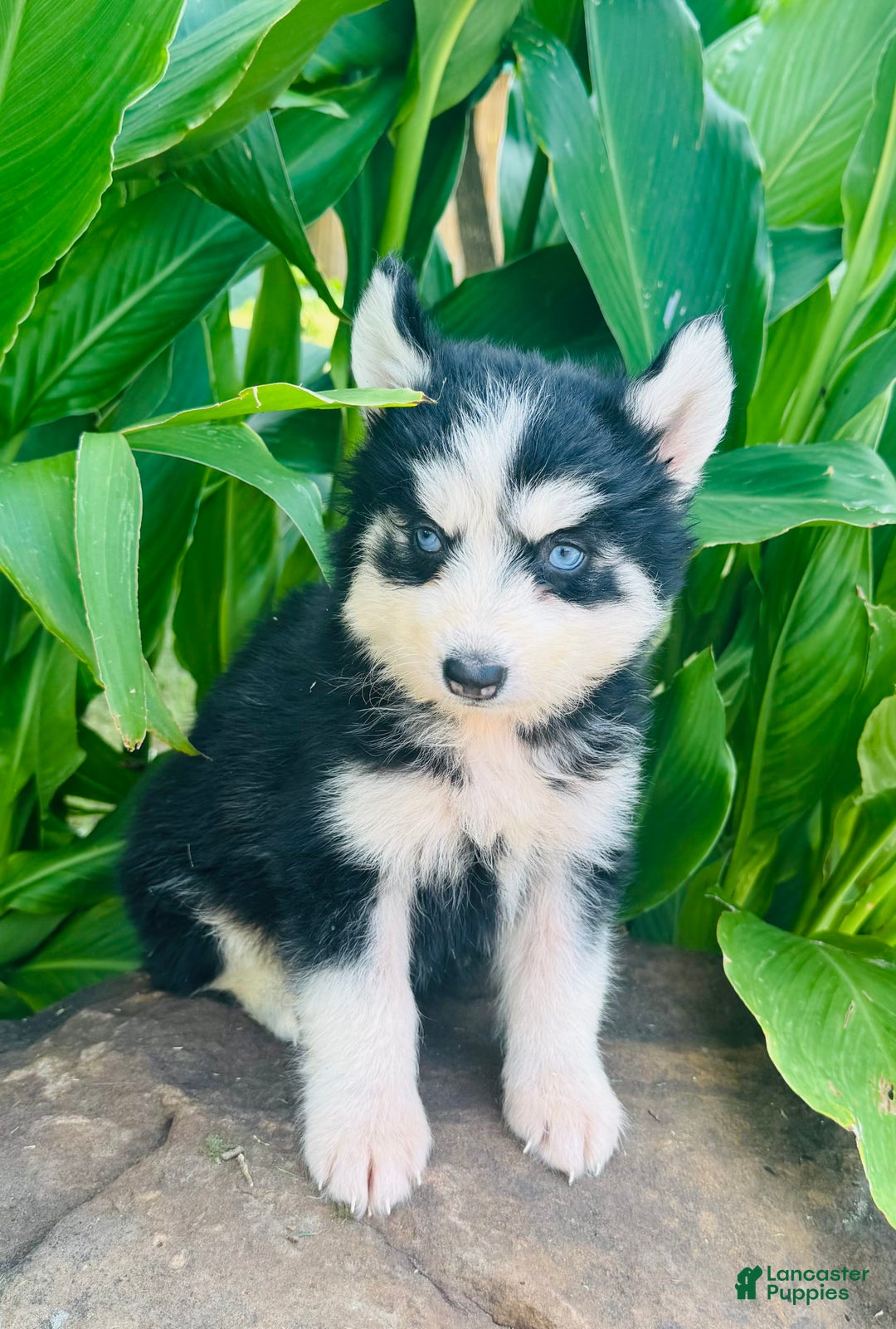 Siberian Husky dogs for sale: Bridgett - Image 4
