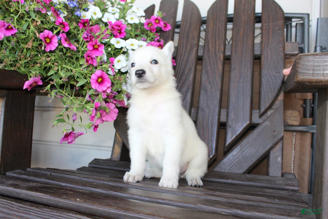 German Shepherd dogs for sale: Jill - Image 2