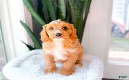 Cavapoo dogs for sale: Yager - Image 1