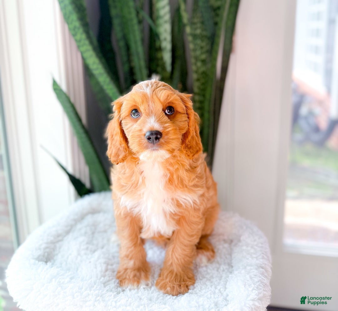 Cavapoo dogs for sale: Yager - Image 1