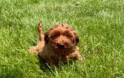 Cockapoo dogs for sale: Raina - Image 1