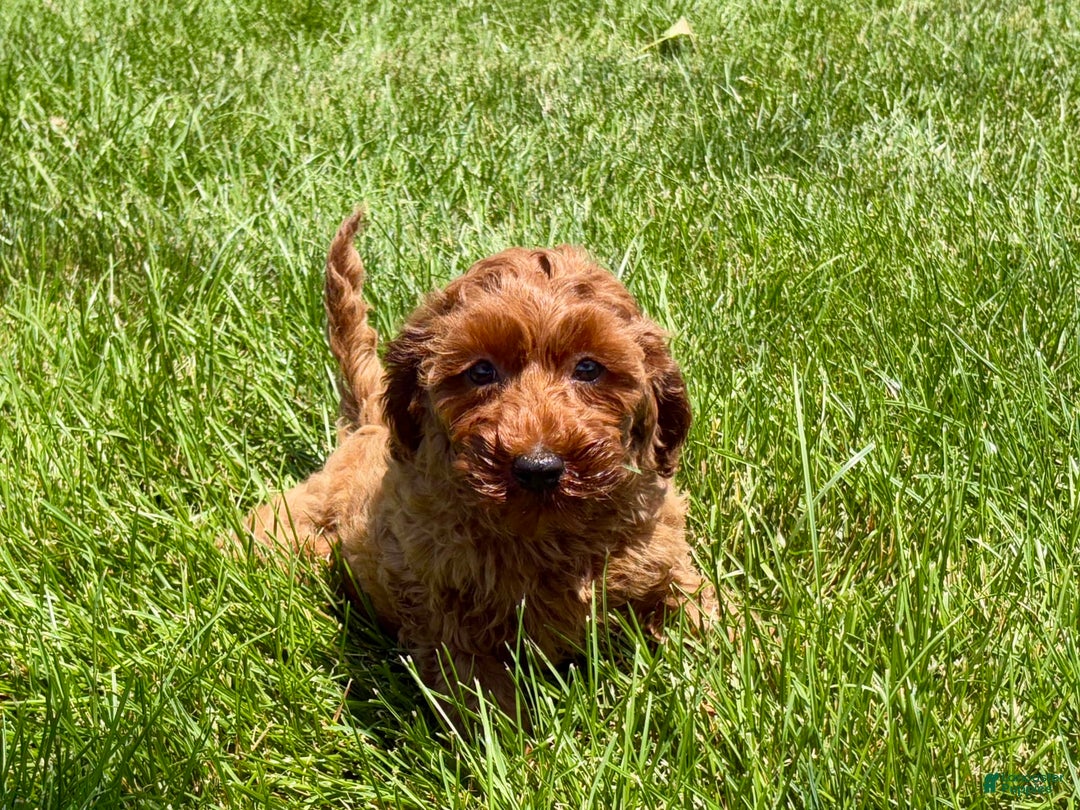 Cockapoo dogs for sale: Raina - Image 1