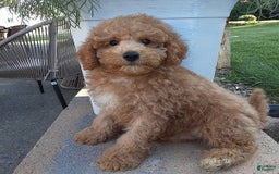 Bichpoo dogs for sale: Benson - Image 14