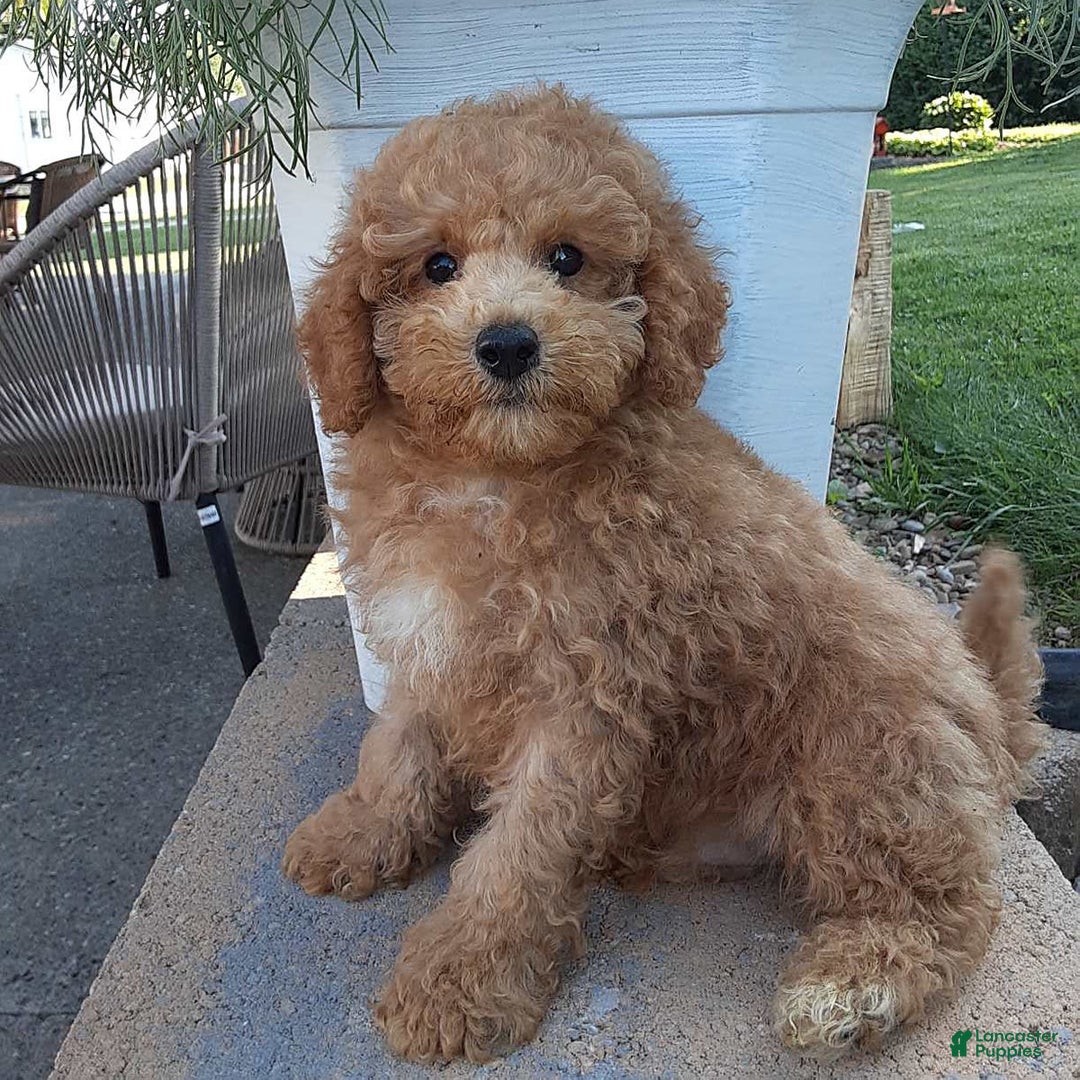 Bichpoo dogs for sale: Benson - Image 14