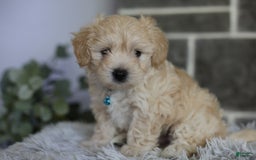 Maltipoo dogs for sale: Yogi - Image 15