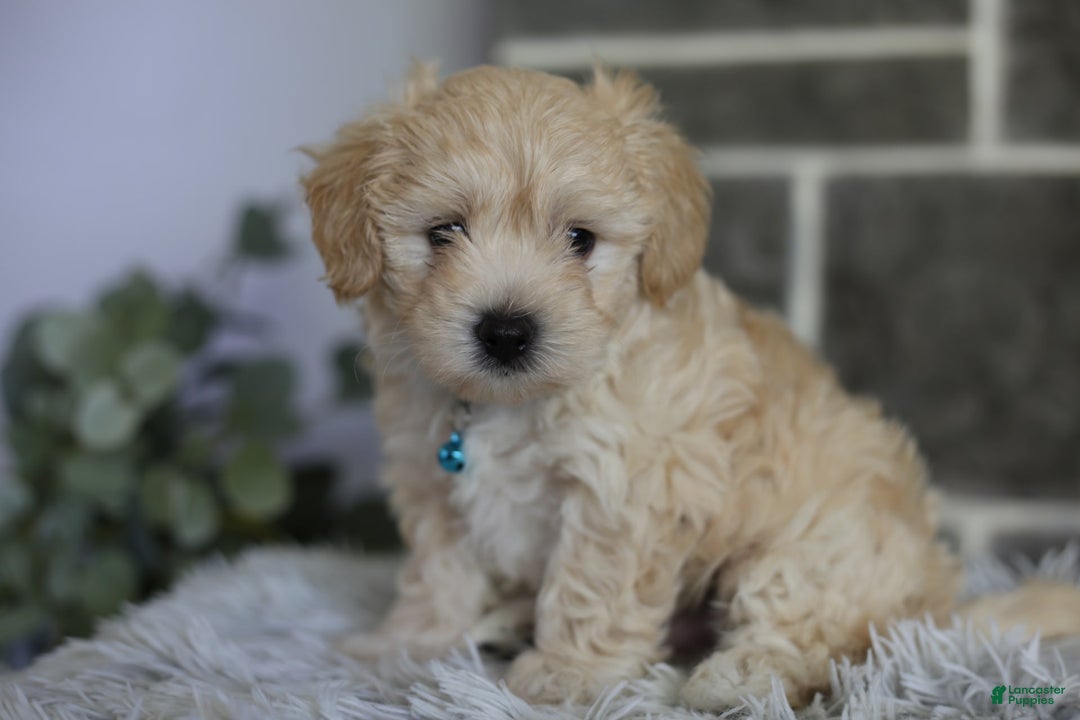 Maltipoo dogs for sale: Yogi - Image 15