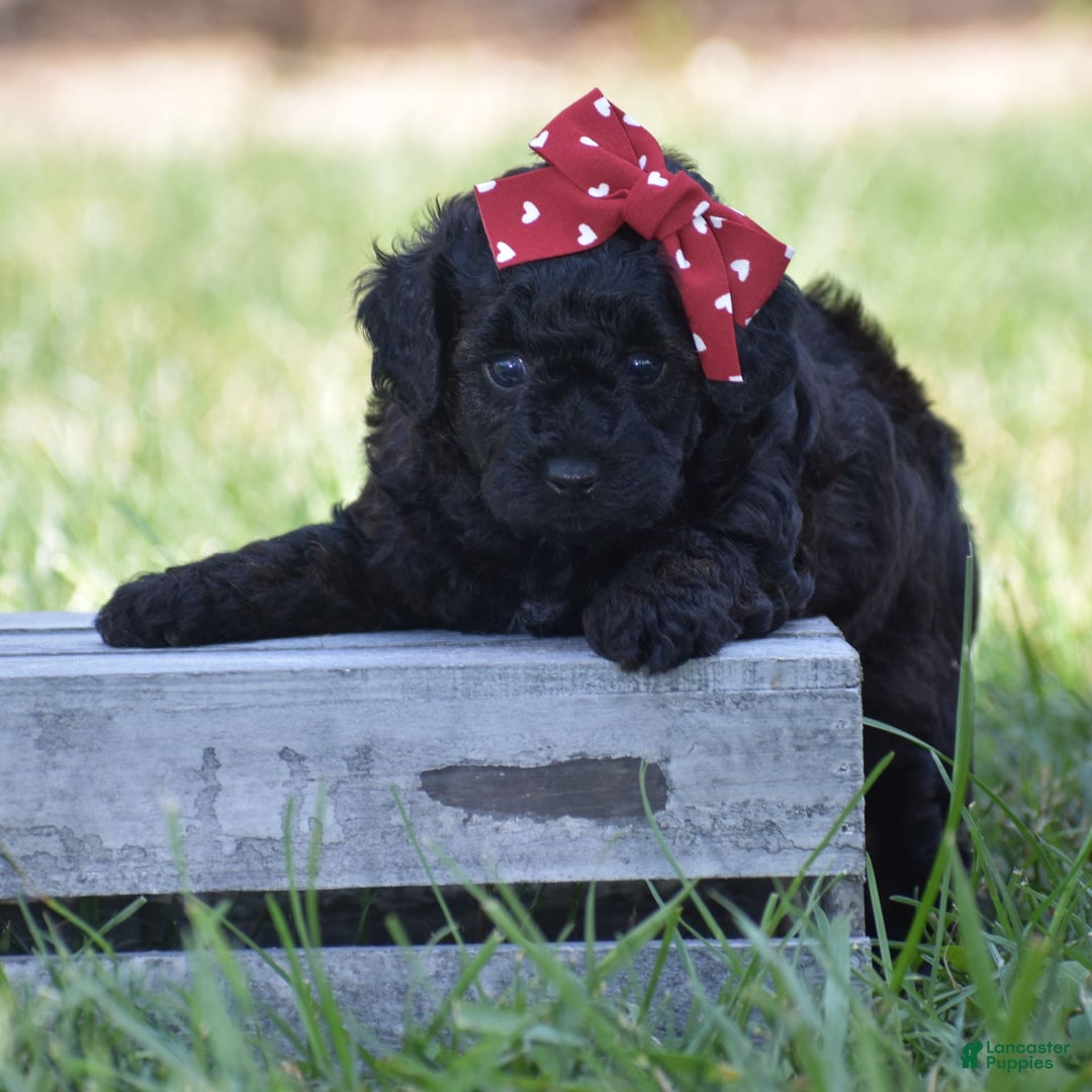 Yorkiepoo dogs for sale: Plaid - Image 7