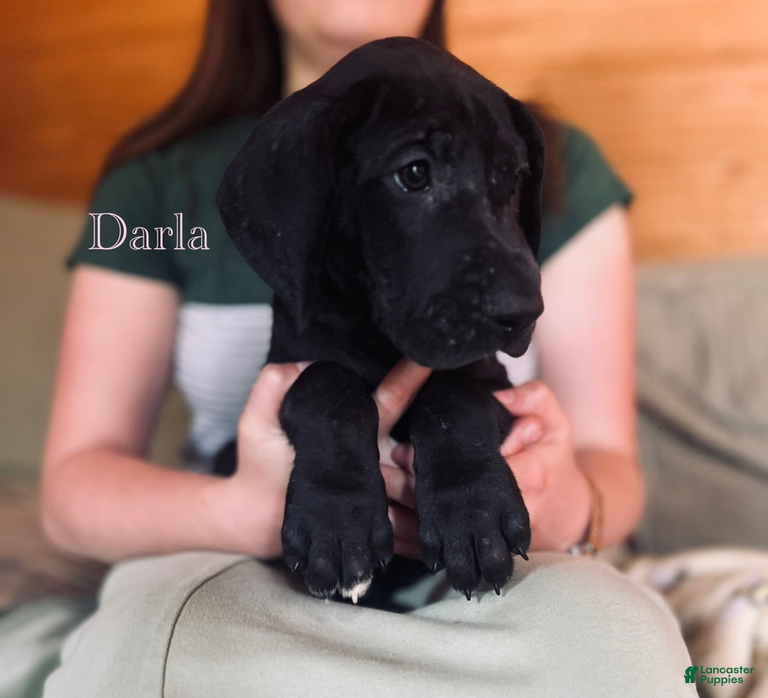 Great Dane dogs for sale: Darla - Image 16