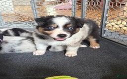 Australian Shepherd dogs for sale: Blueberry - Image 4