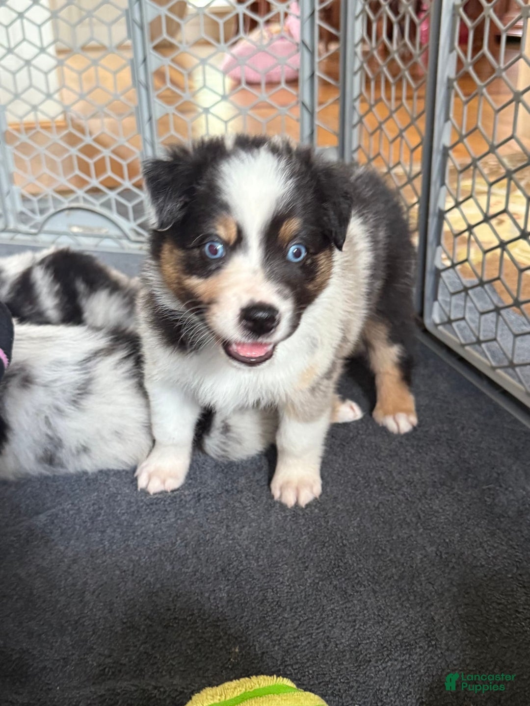 Australian Shepherd dogs for sale: Blueberry - Image 4