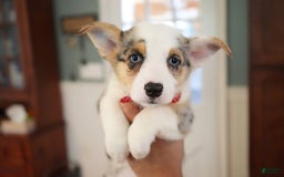 Welsh Corgi Pembroke dogs for sale: Mrs Red - Image 8
