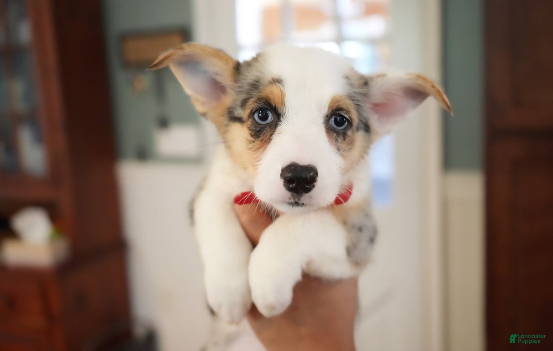 Welsh Corgi Pembroke dogs for sale: Mrs Red - Image 8