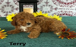 Toy Poodle dogs for sale: Terry - Image 3