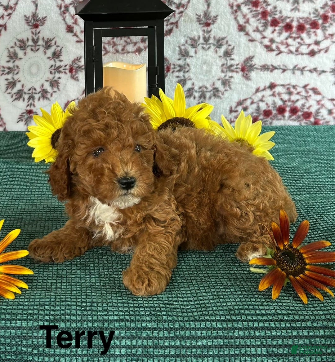 Toy Poodle dogs for sale: Terry - Image 3