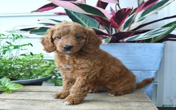 Mini Goldendoodle dogs for sale: Vinny - Image 2