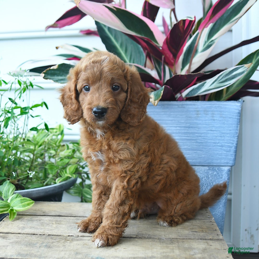 Mini Goldendoodle dogs for sale: Vinny - Image 2