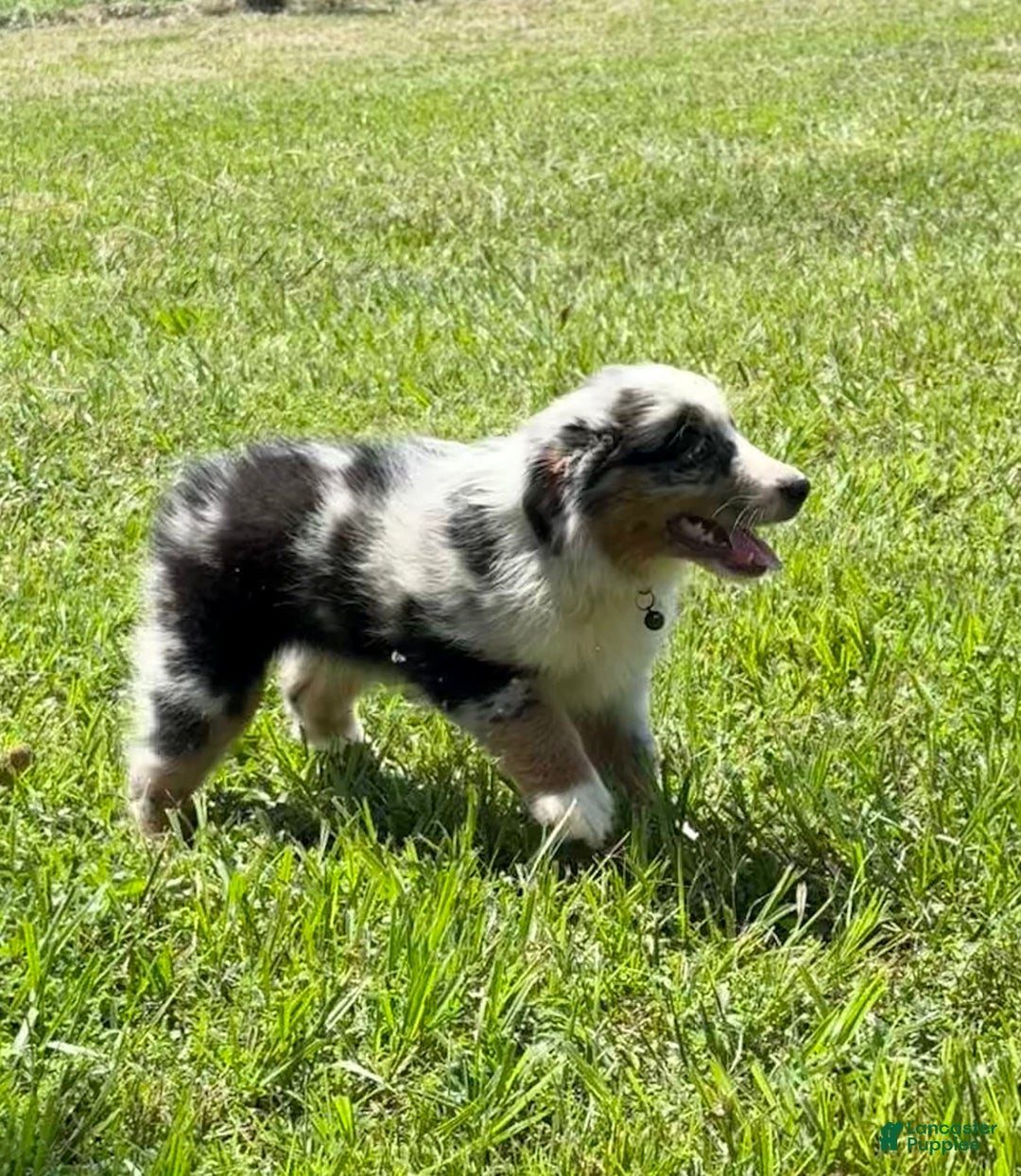 Miniature Australian Shepherd dogs for sale: F-green - Image 3