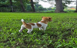 Jack Russell Terrier dogs for sale: Doc - Image 3