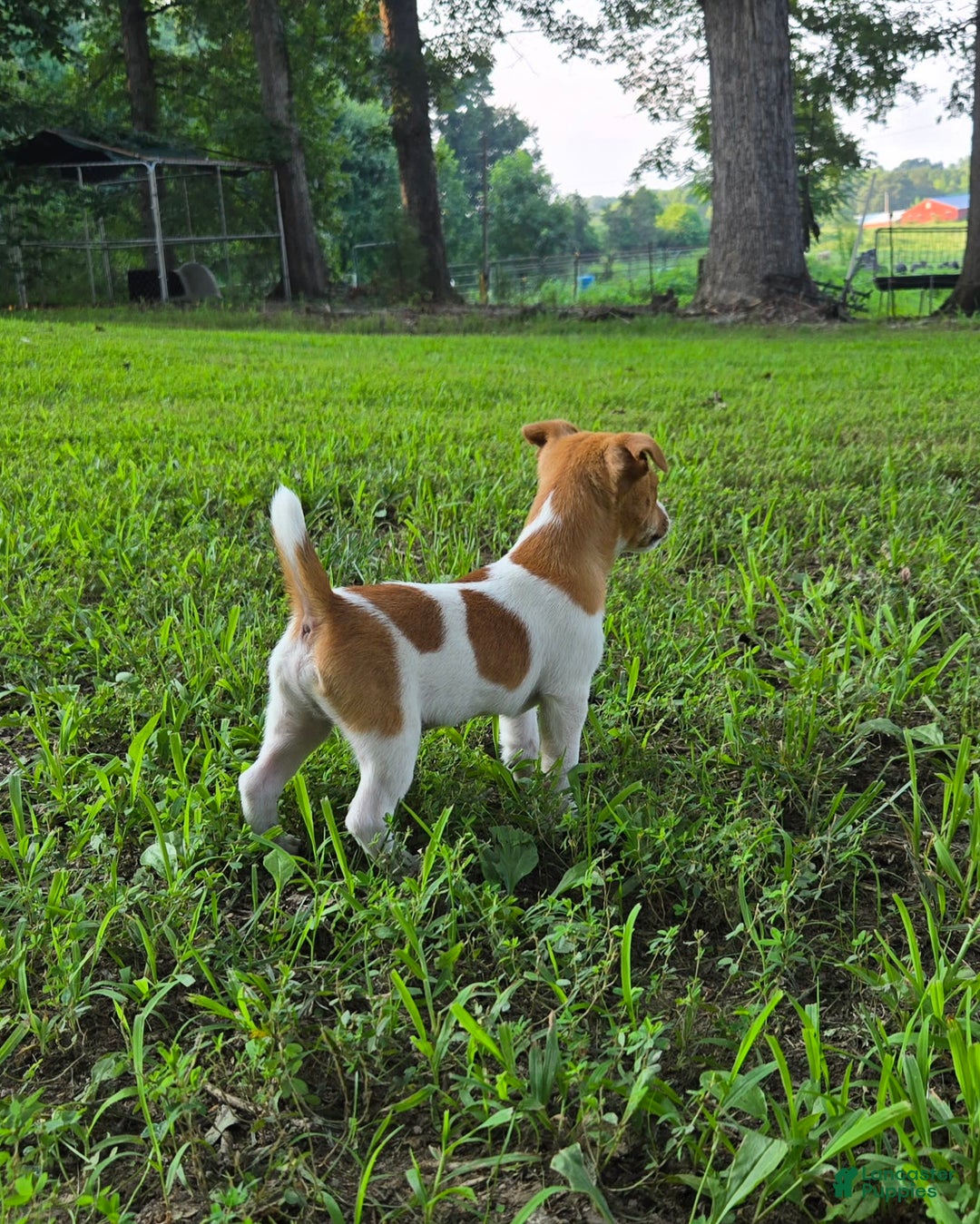 Jack Russell Terrier dogs for sale: Doc - Image 3
