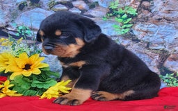 Rottweiler dogs for sale: Sparky - Image 2