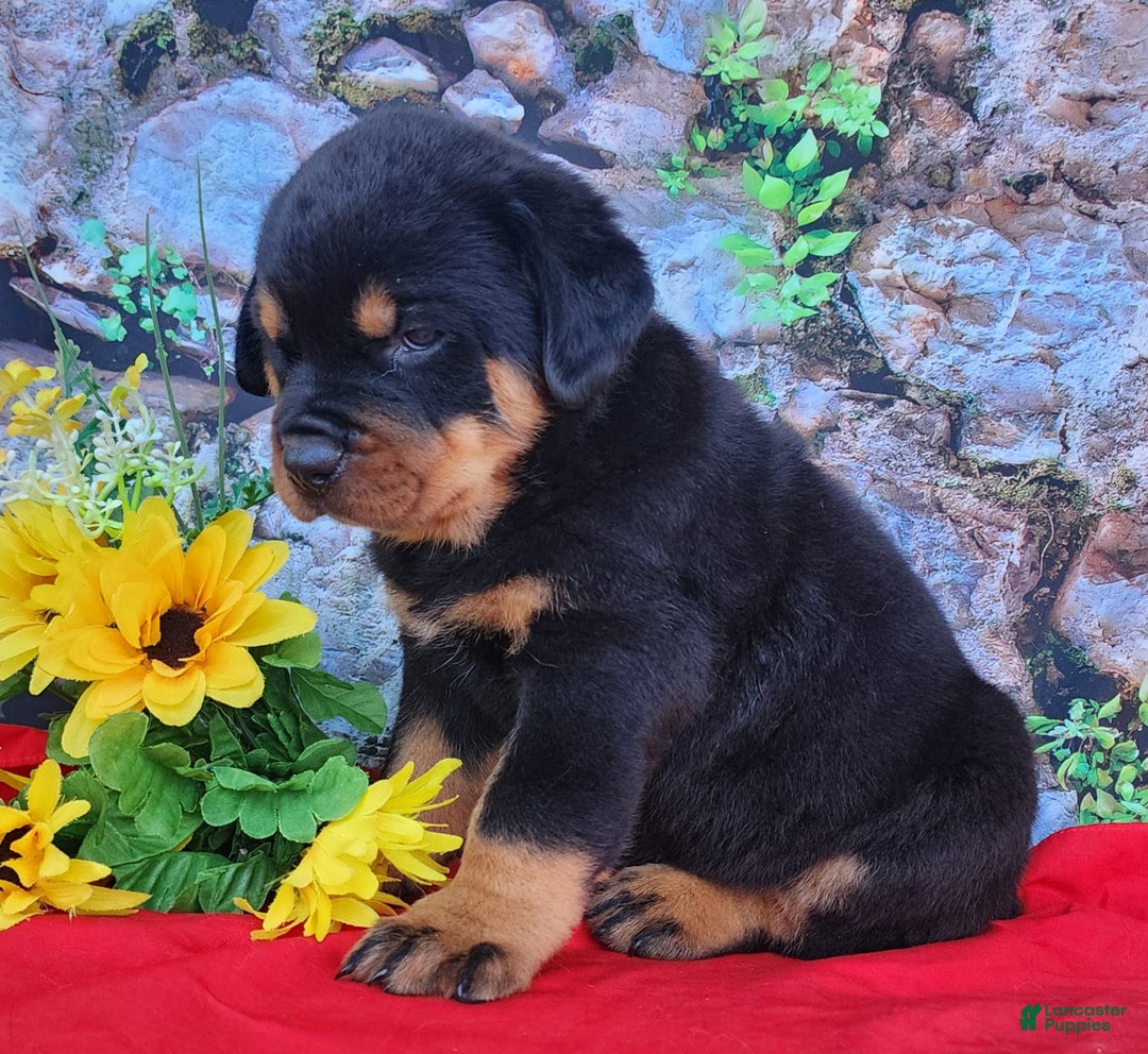 Rottweiler dogs for sale: Sparky - Image 2