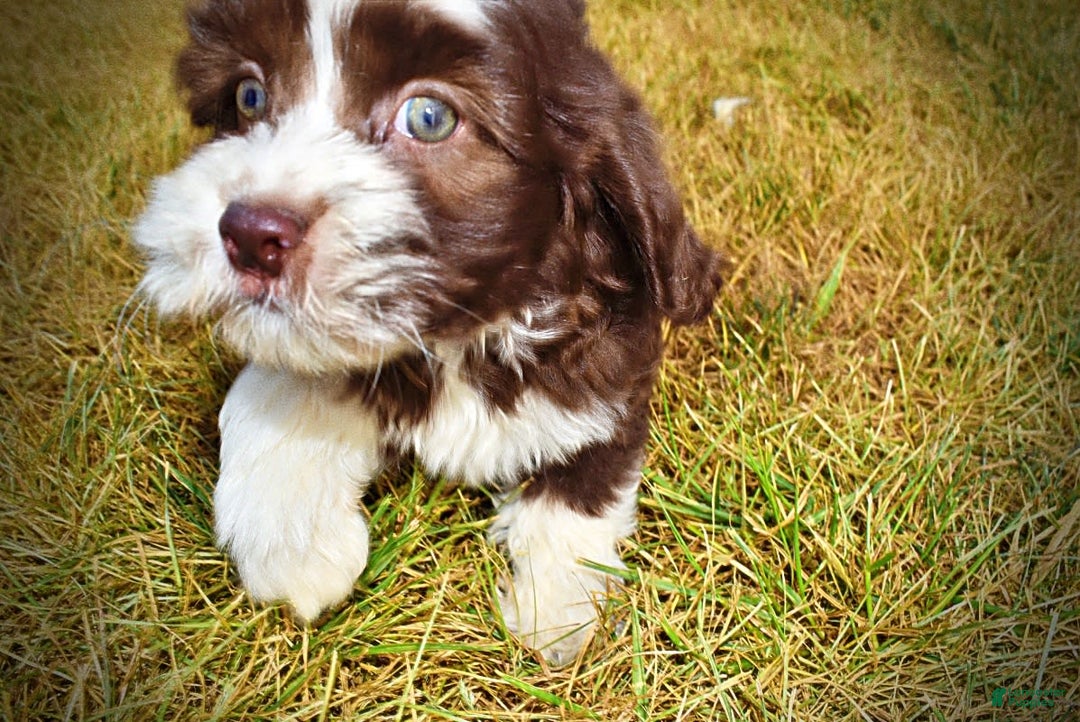 Havapoo dogs for sale: Juliet - Image 10
