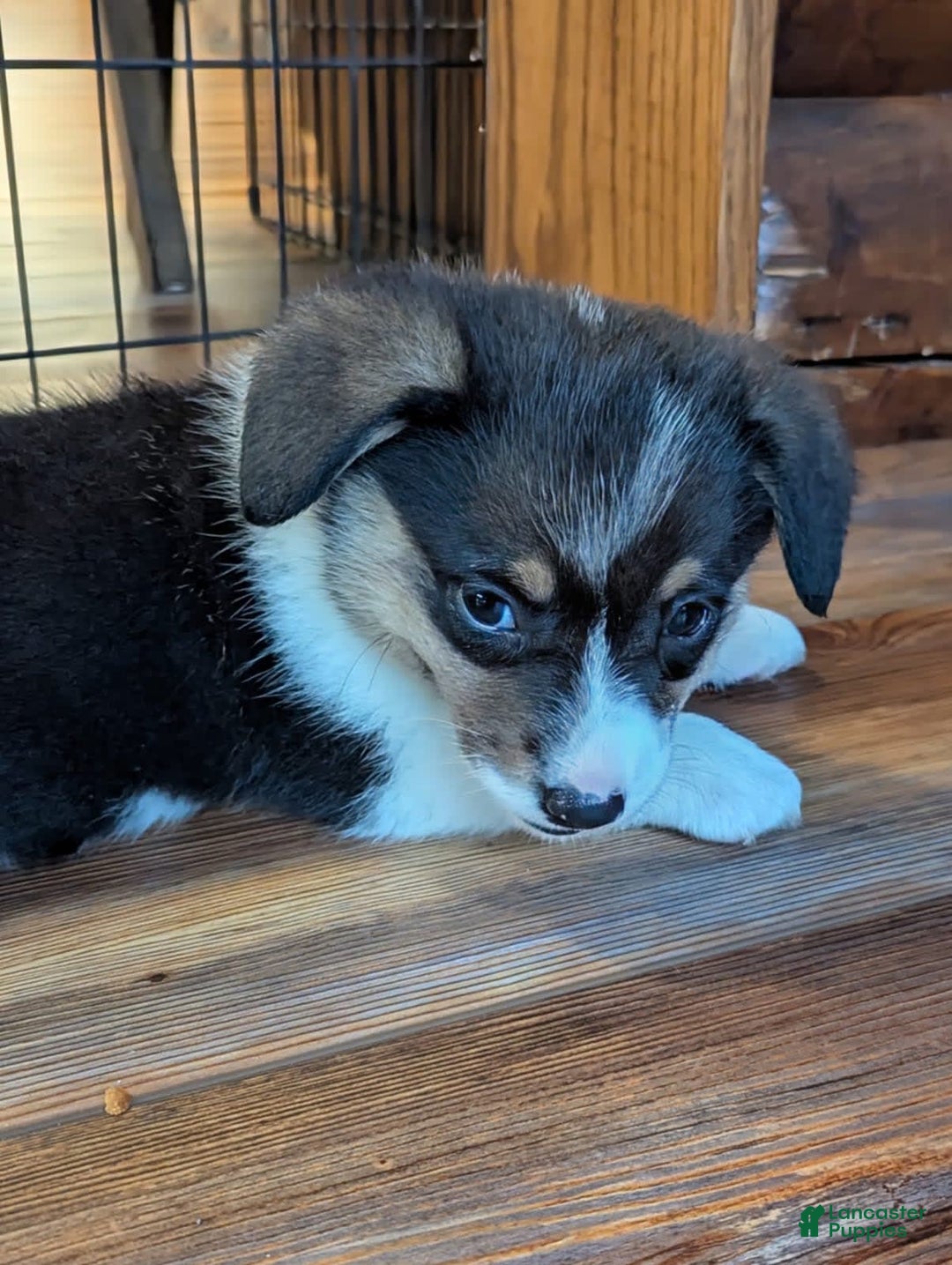 Welsh Corgi Pembroke dogs for sale: Jimmy - Image 14