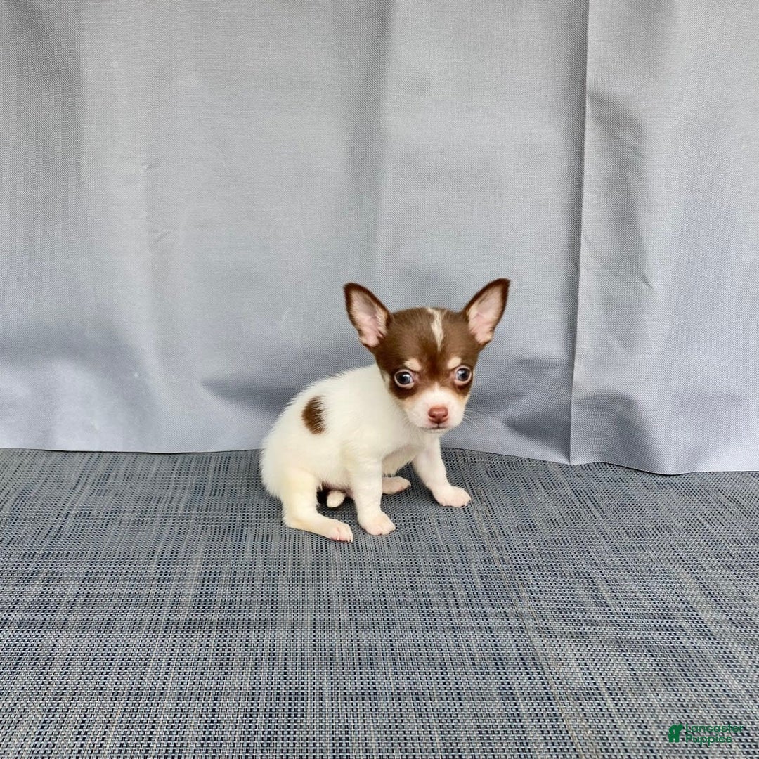 Chihuahua dogs for sale: Milo - Image 7