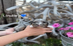 Aussiedoodle dogs for sale: Lindley - Image 1