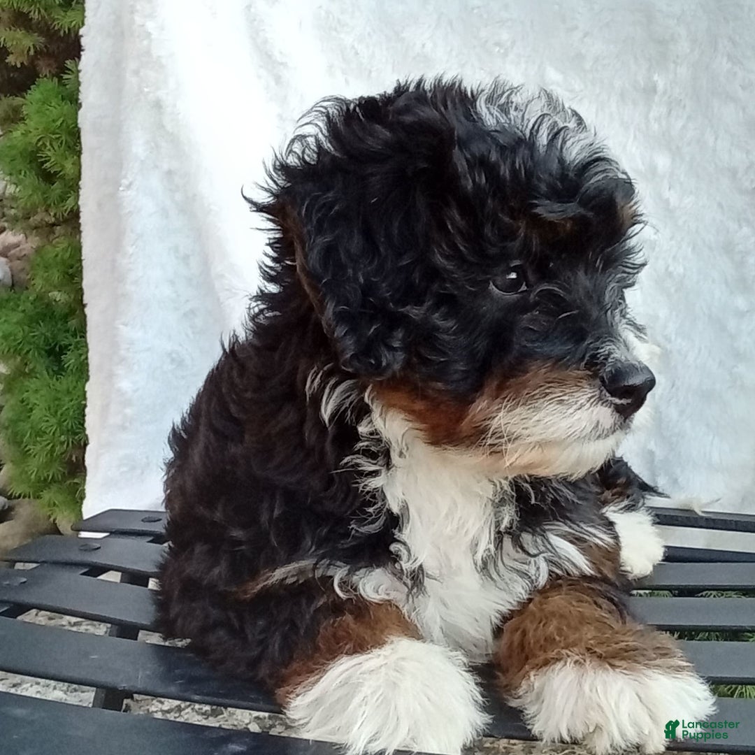 Mini Bernedoodle dogs for sale: Oakley - Image 44