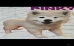 Samoyed dogs for sale: Pinky - Image 1