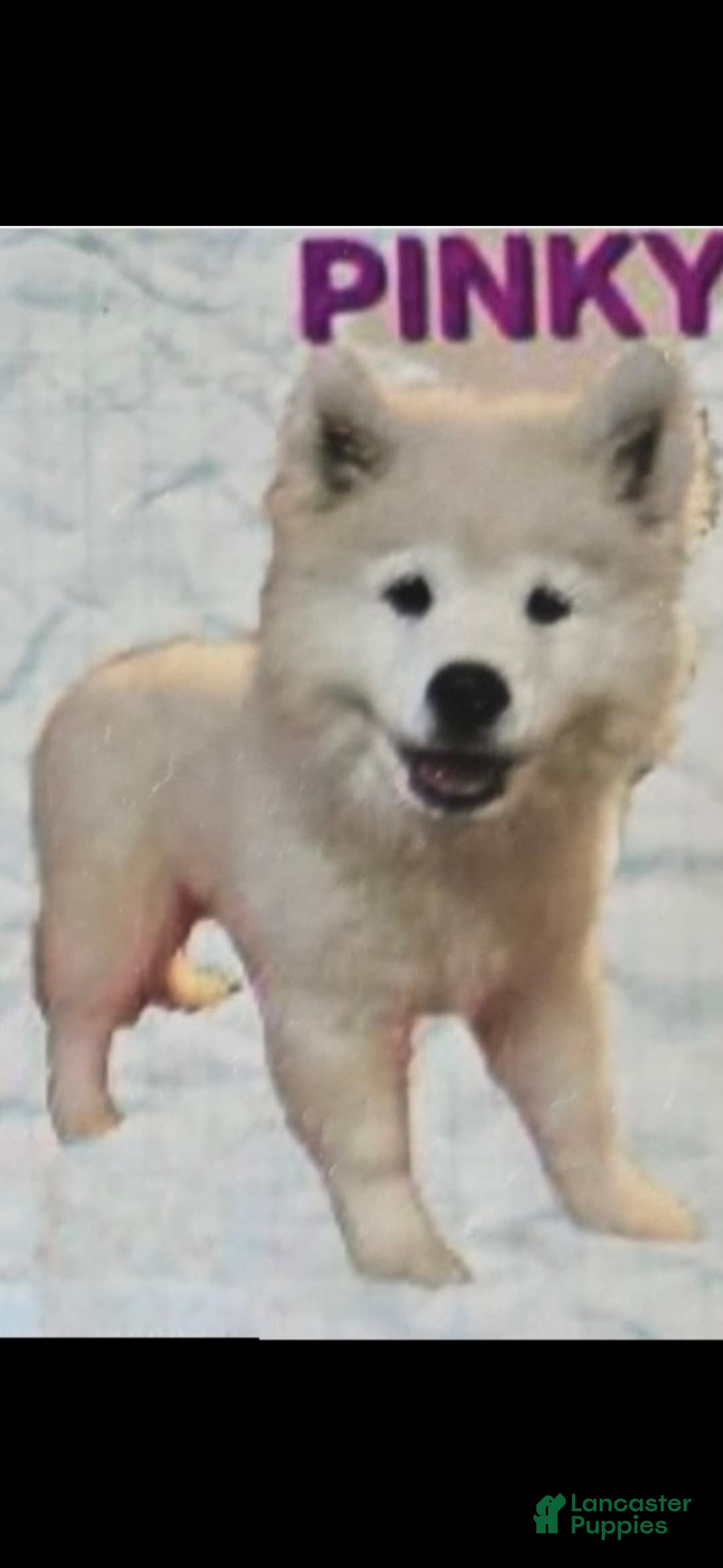 Samoyed dogs for sale: Pinky - Image 1