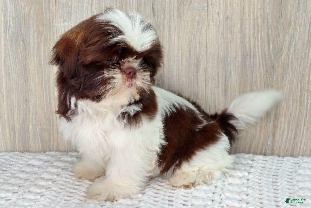 Shih Tzu dogs for sale: Weston - Image 3