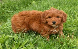Mini Goldendoodle dogs for sale: Natasha - Image 7