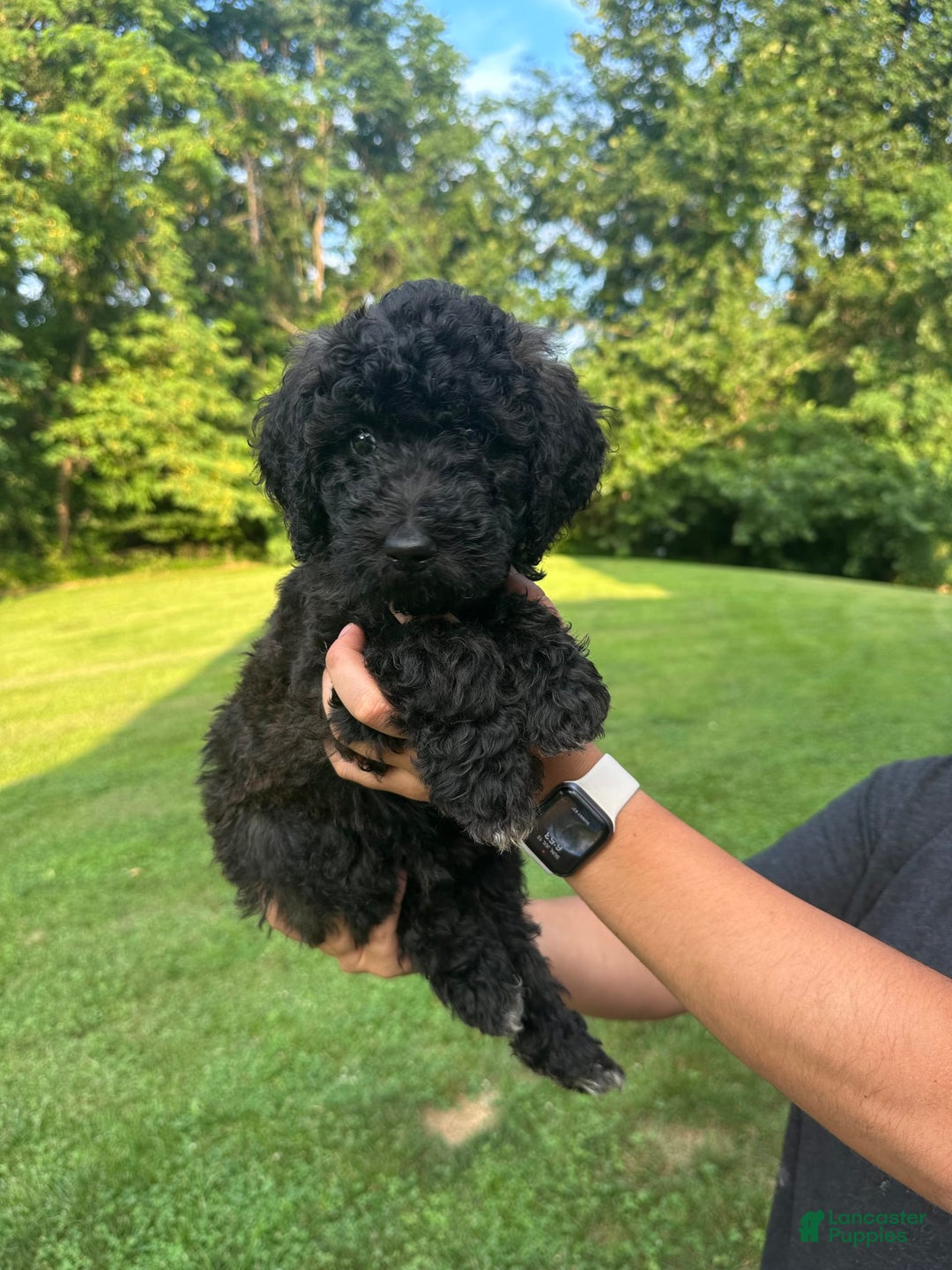 Standard Poodle dogs for sale: Standard Poodle 8 puppies - Image 5