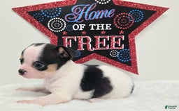 Chihuahua dogs for sale: Leti - Image 4