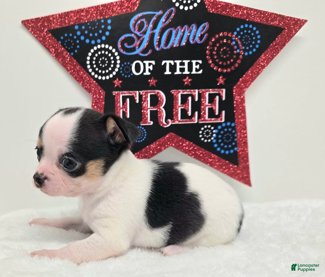 Chihuahua dogs for sale: Leti - Image 4