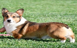 French Bulldog dogs for sale: Emma - Image 11