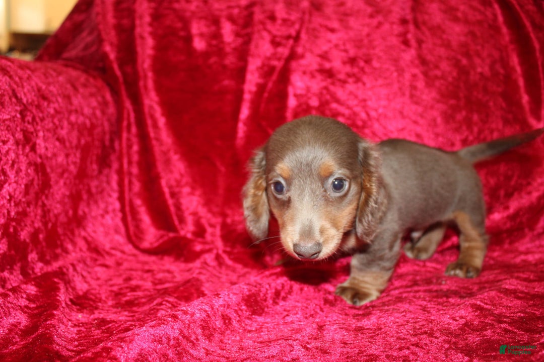 Miniature Dachshund dogs for sale: Bingo - Image 26