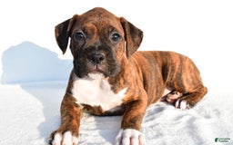 Boxer dogs for sale: Maxine - Image 5