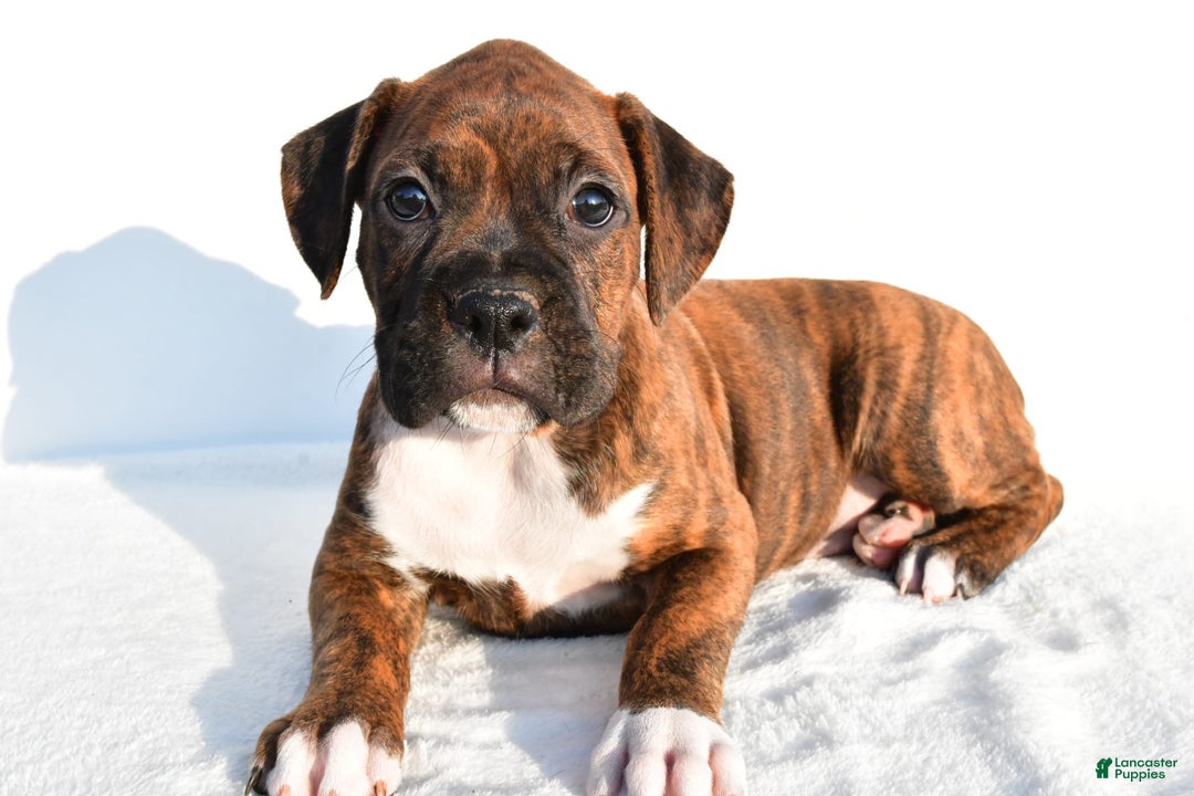 Boxer dogs for sale: Maxine - Image 5
