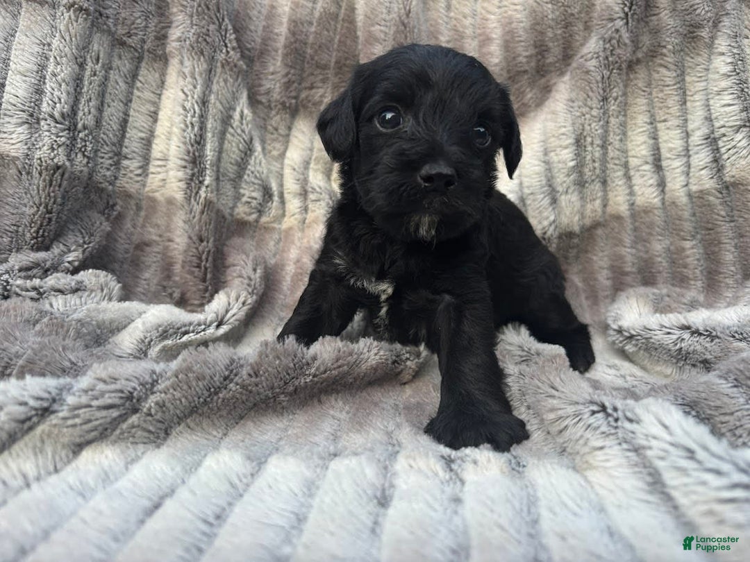 Schnoodle dogs for sale: Remley - Image 3