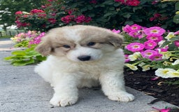Great Pyrenees dogs for sale: Gary - Image 2