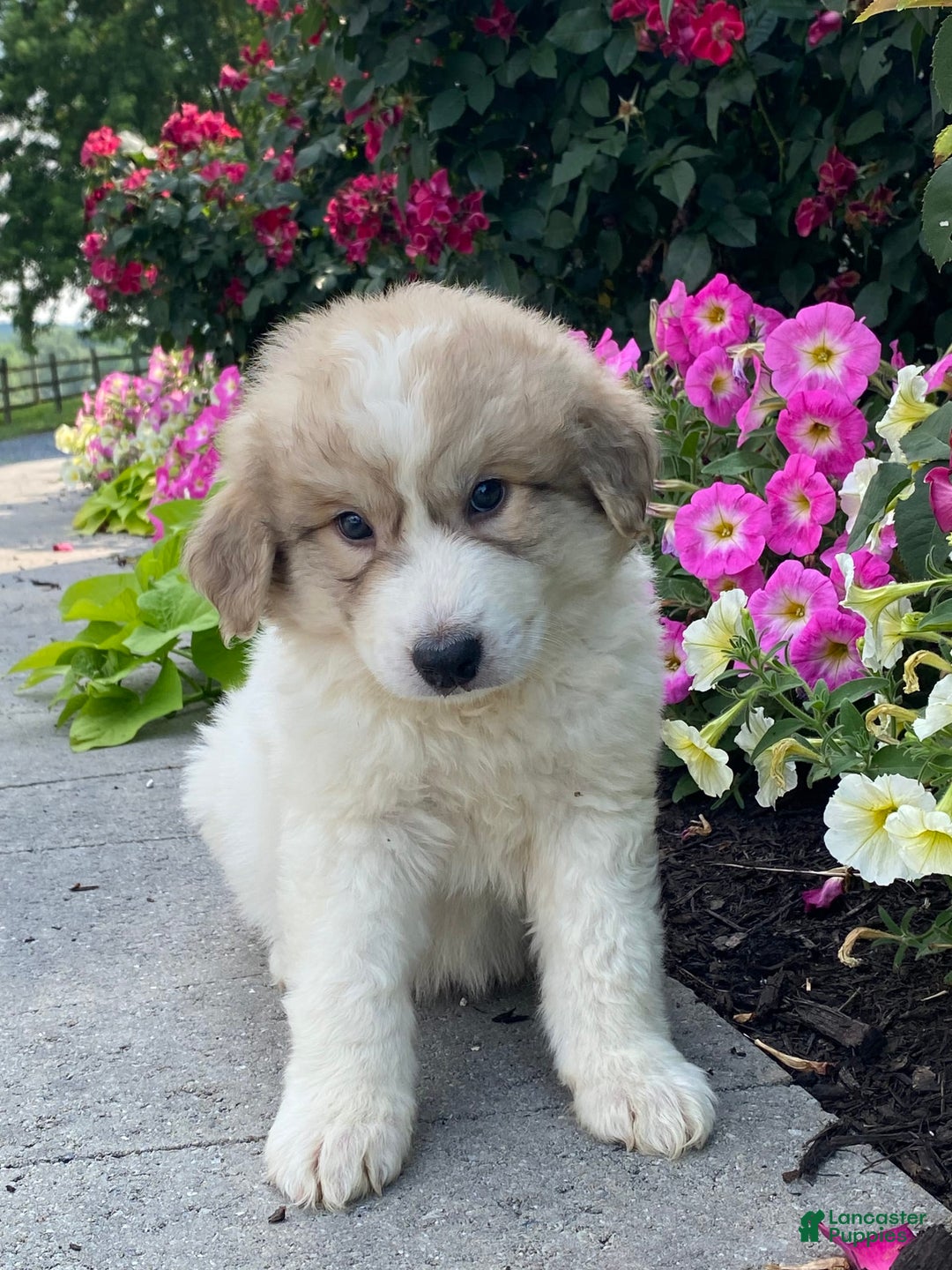 Great Pyrenees dogs for sale: Gary - Image 2