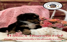 Mini Bernedoodle dogs for sale: Willows Magenta Girl - Image 16